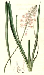 Barnardia japonica